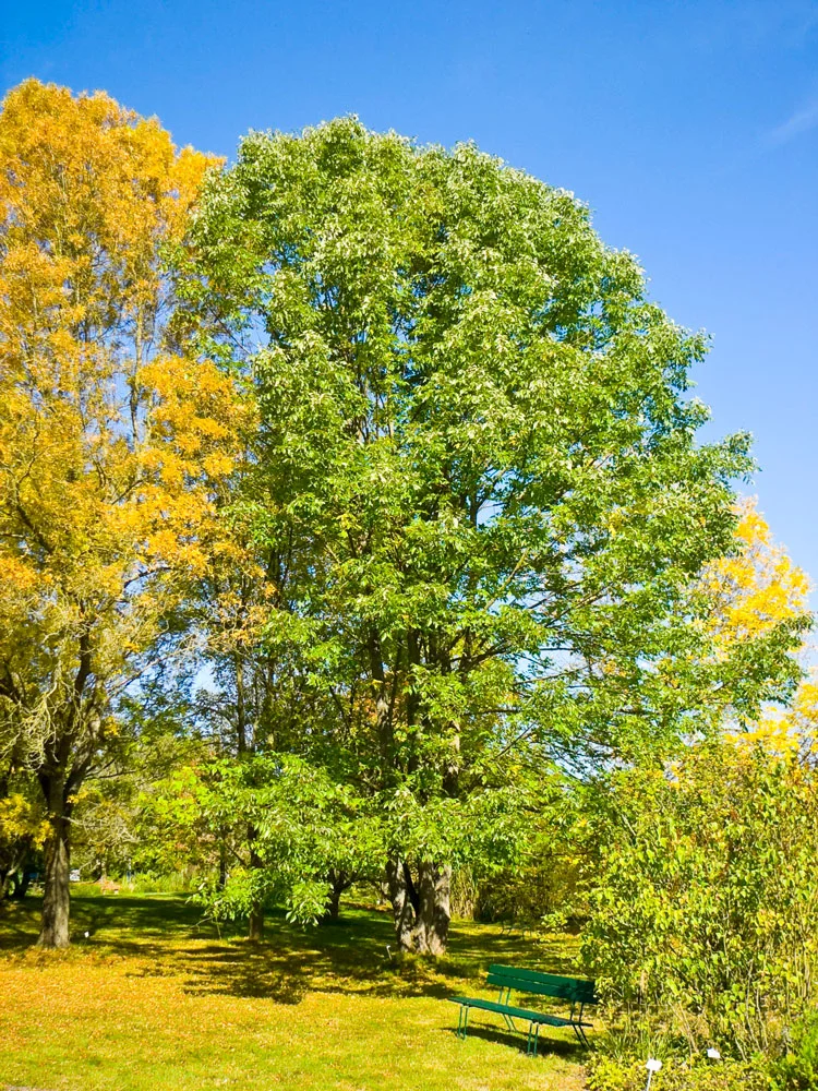 Ash — Fraxinus americana 002 down