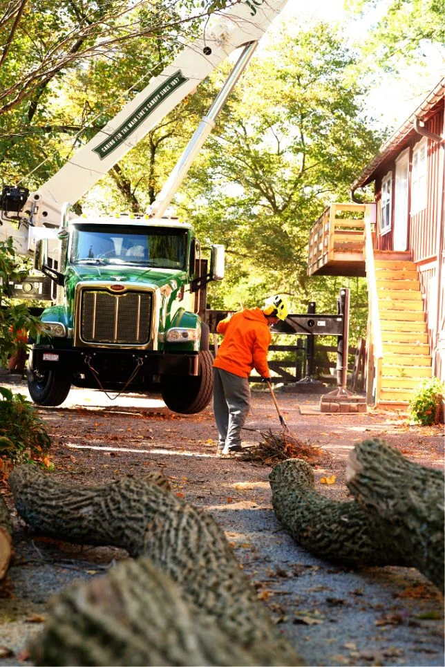John B. Ward arborist pruning a tree