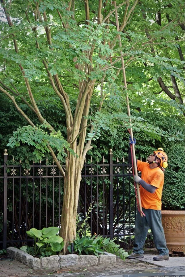 Crew climbing a tree