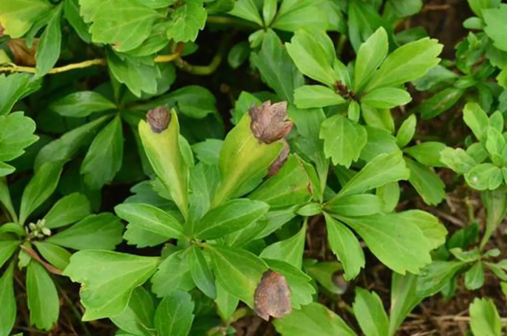 Plant Healthcare News — Pachysandra blight 1024x679
