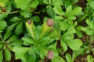 Plant Healthcare News