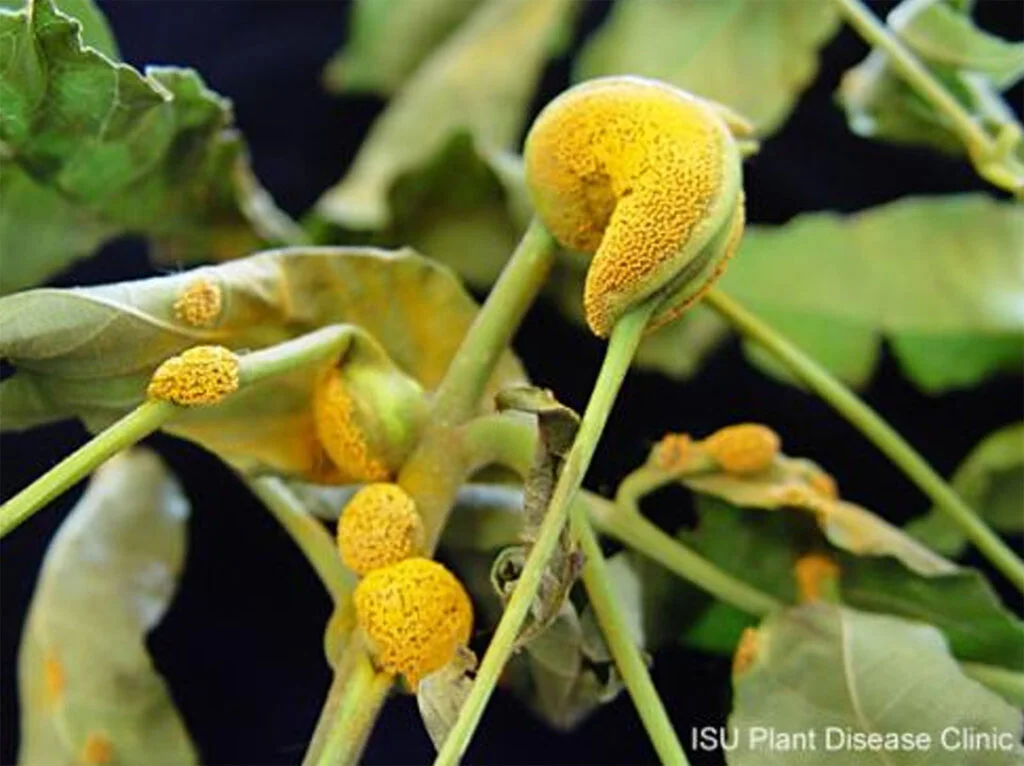 Ash Rust — ashrust 1024x766