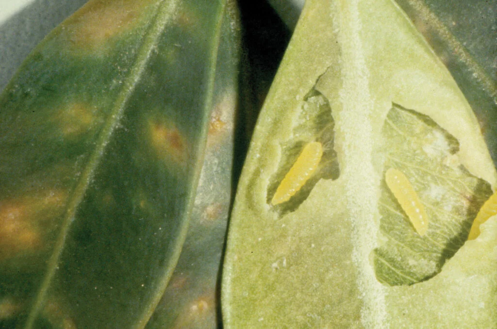 Plant Healthcare News — boxwood leafminer 1024x679