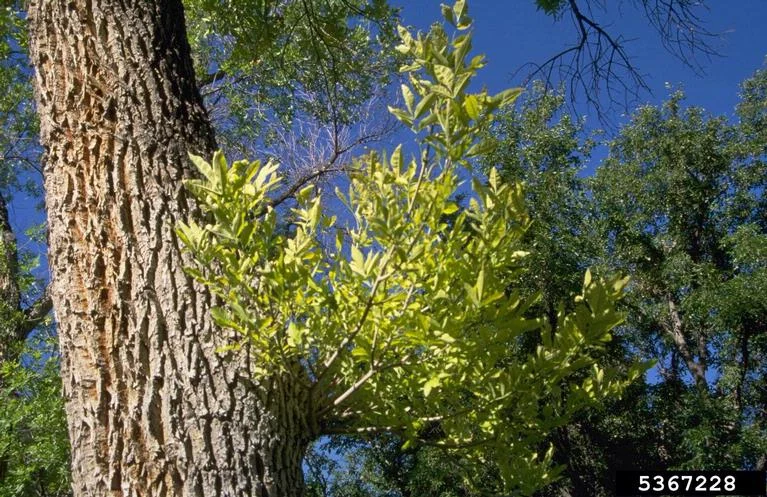 Ash Yellows
