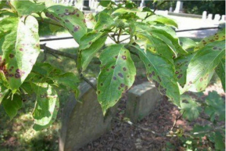 Beech — Anthracnose 768x513