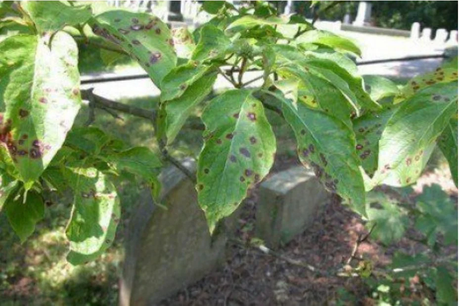 Anthracnose