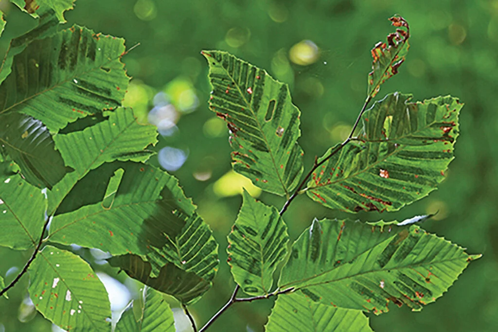 Beech Leaf Disease