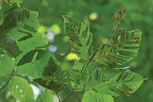 Beech Leaf Disease