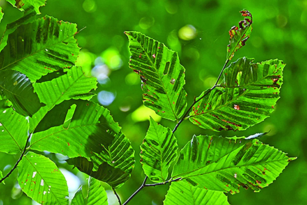Dark bands between the leaf veins is an early symptom of Beech leaf disease.