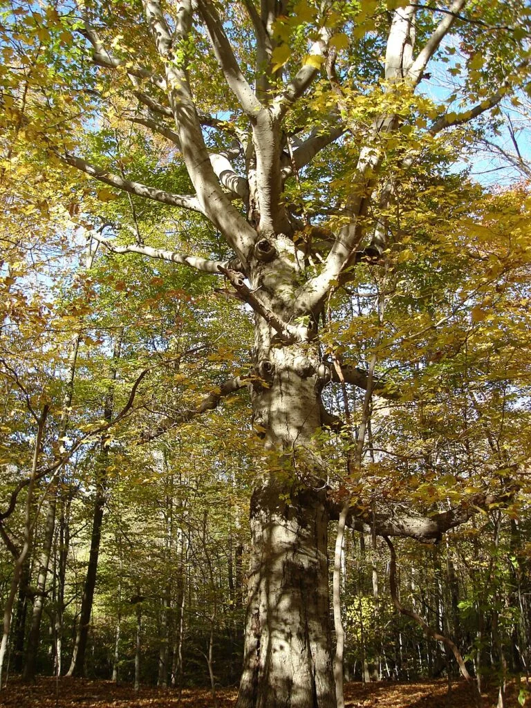 Beech — Beech with Branches 768x1024