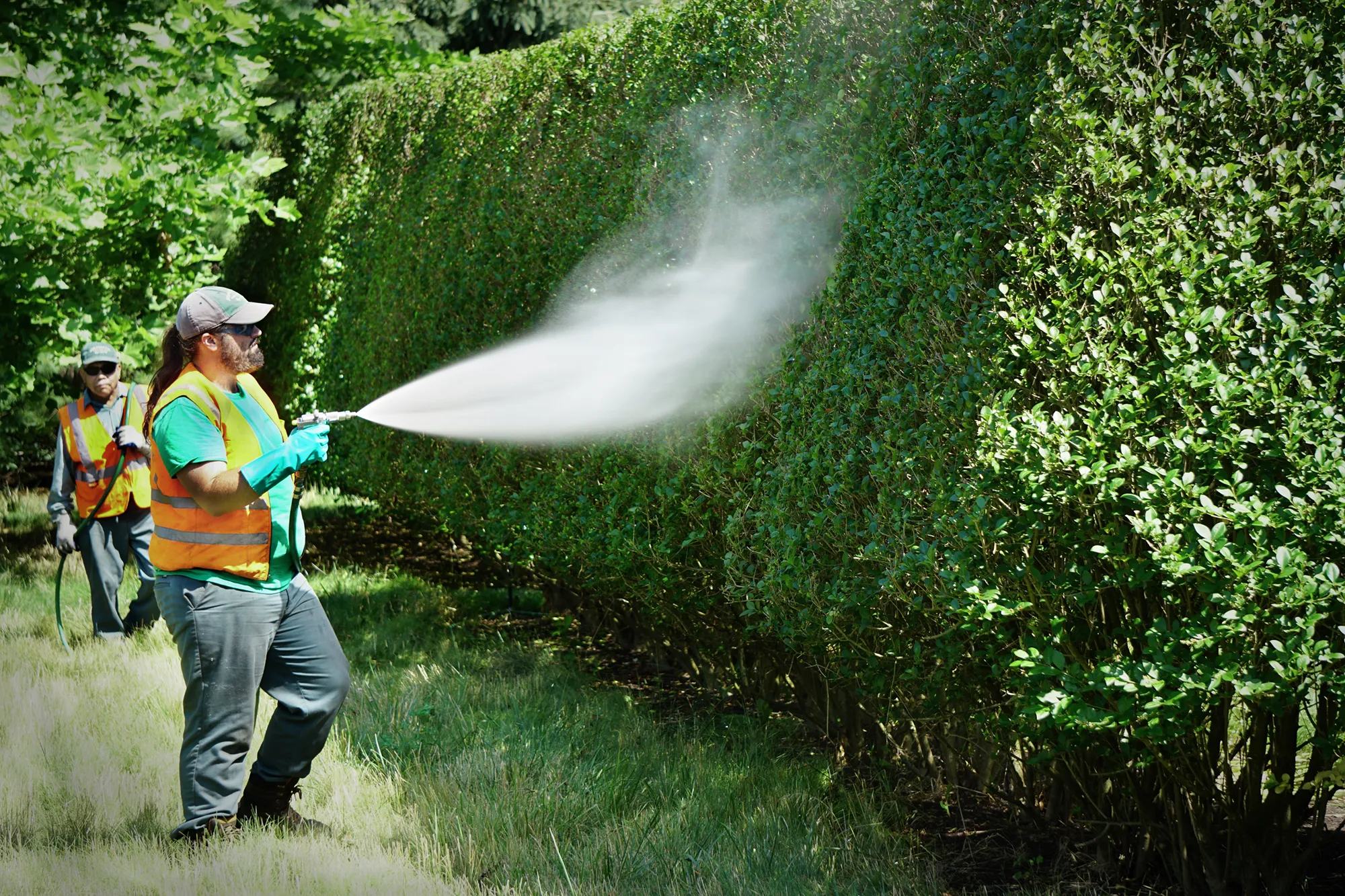 Foliar Sprays — landscape detail