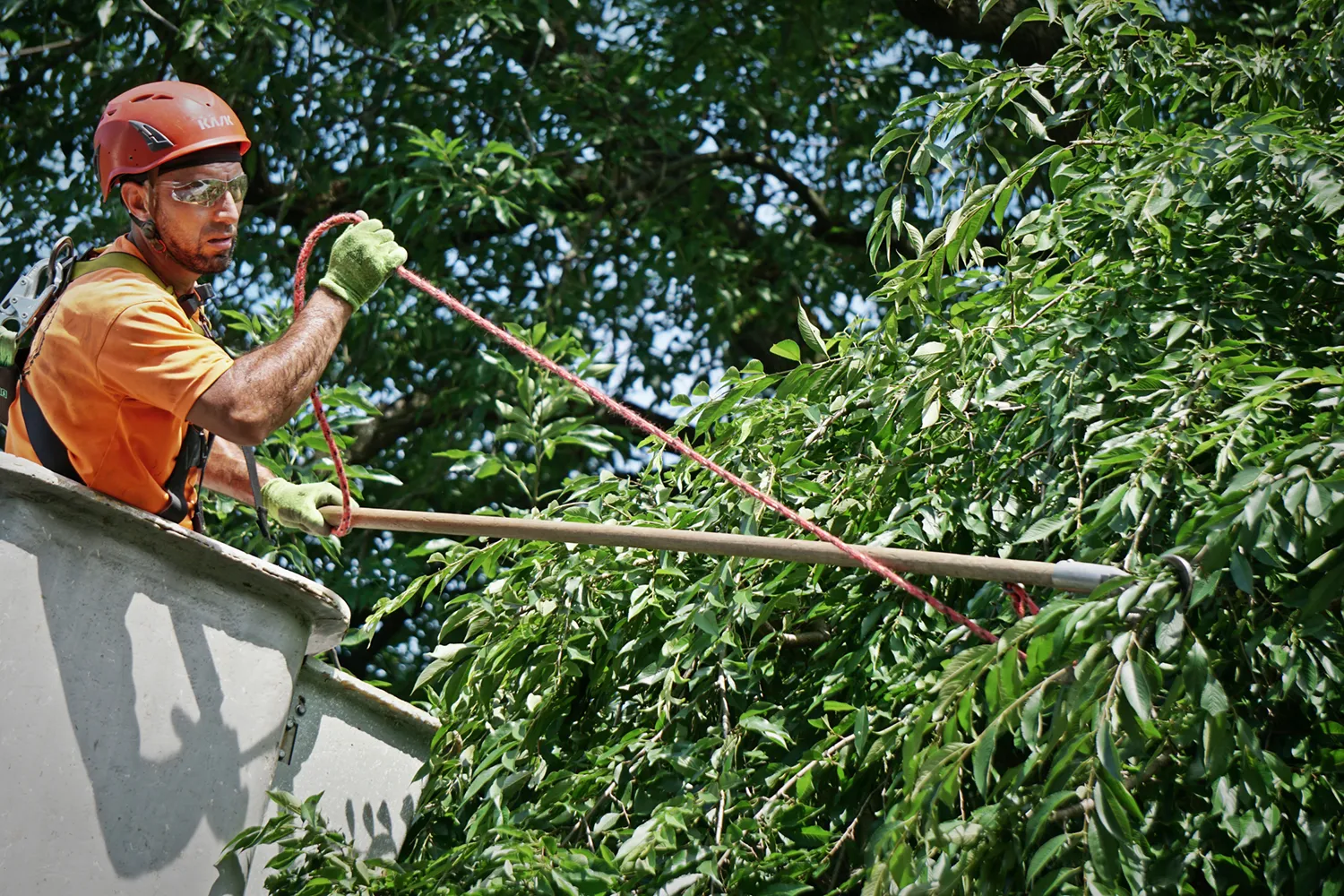 Large Tree Pruning — John B. Ward & Co.