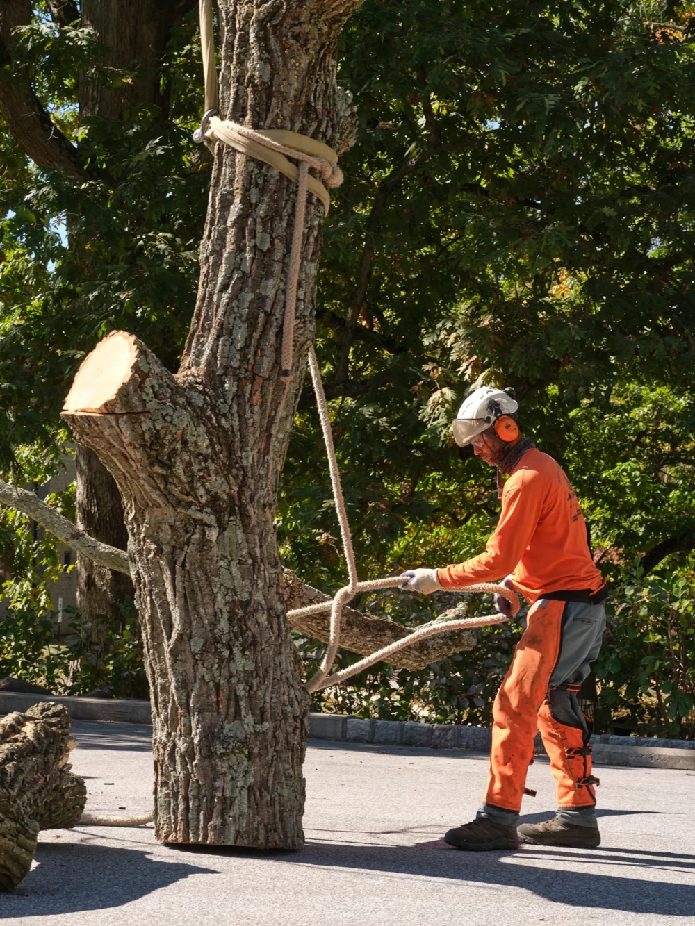 Tree Removal — landscape detail