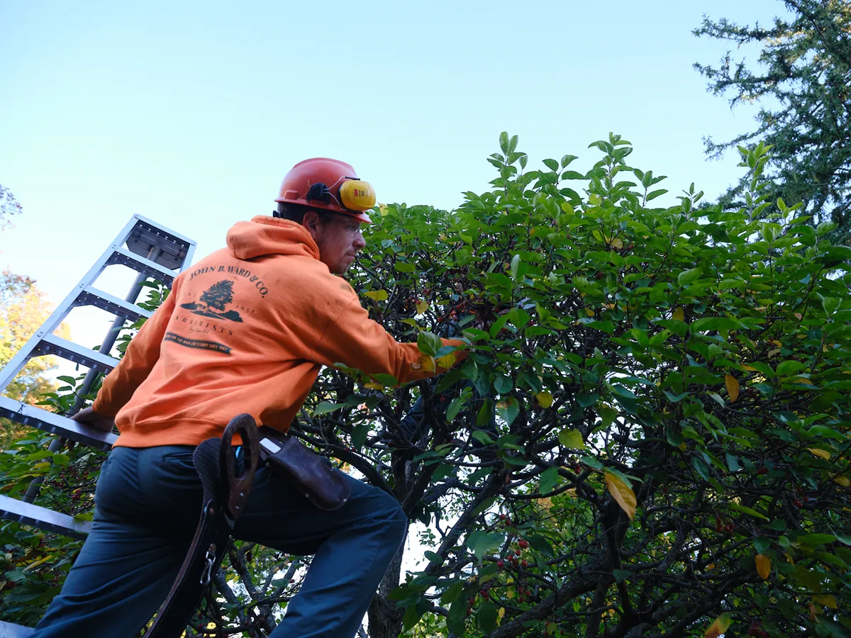 Ornamental Pruning — John B. Ward & Co.