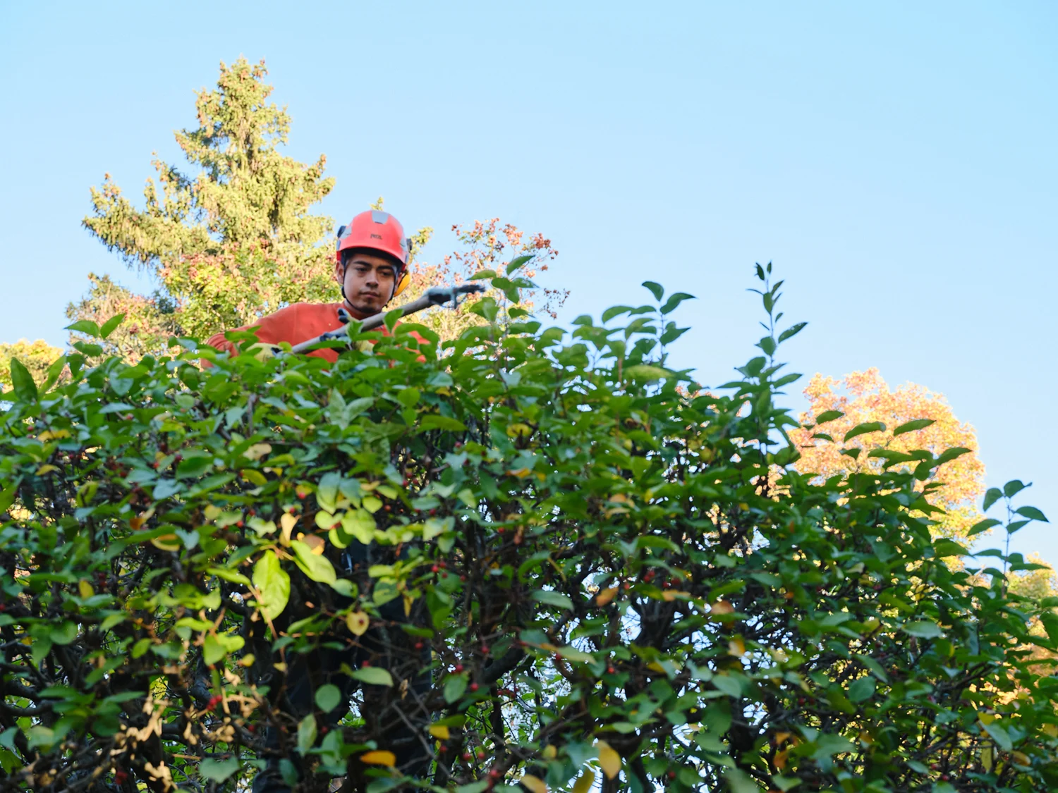 Ornamental Pruning — John B. Ward & Co.