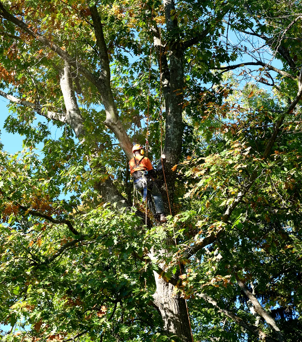 Large Tree Pruning — landscape detail