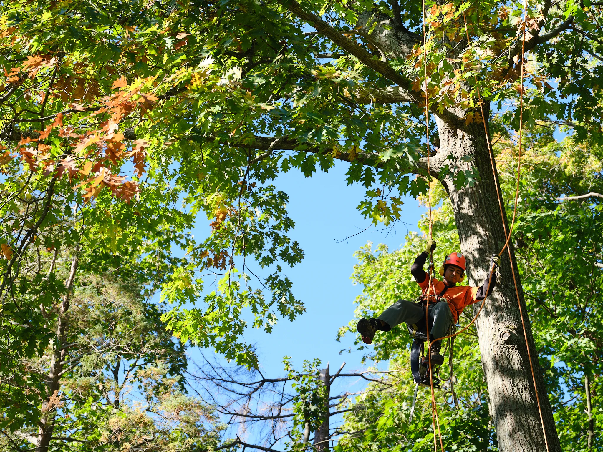 Large Tree Pruning — John B. Ward & Co.