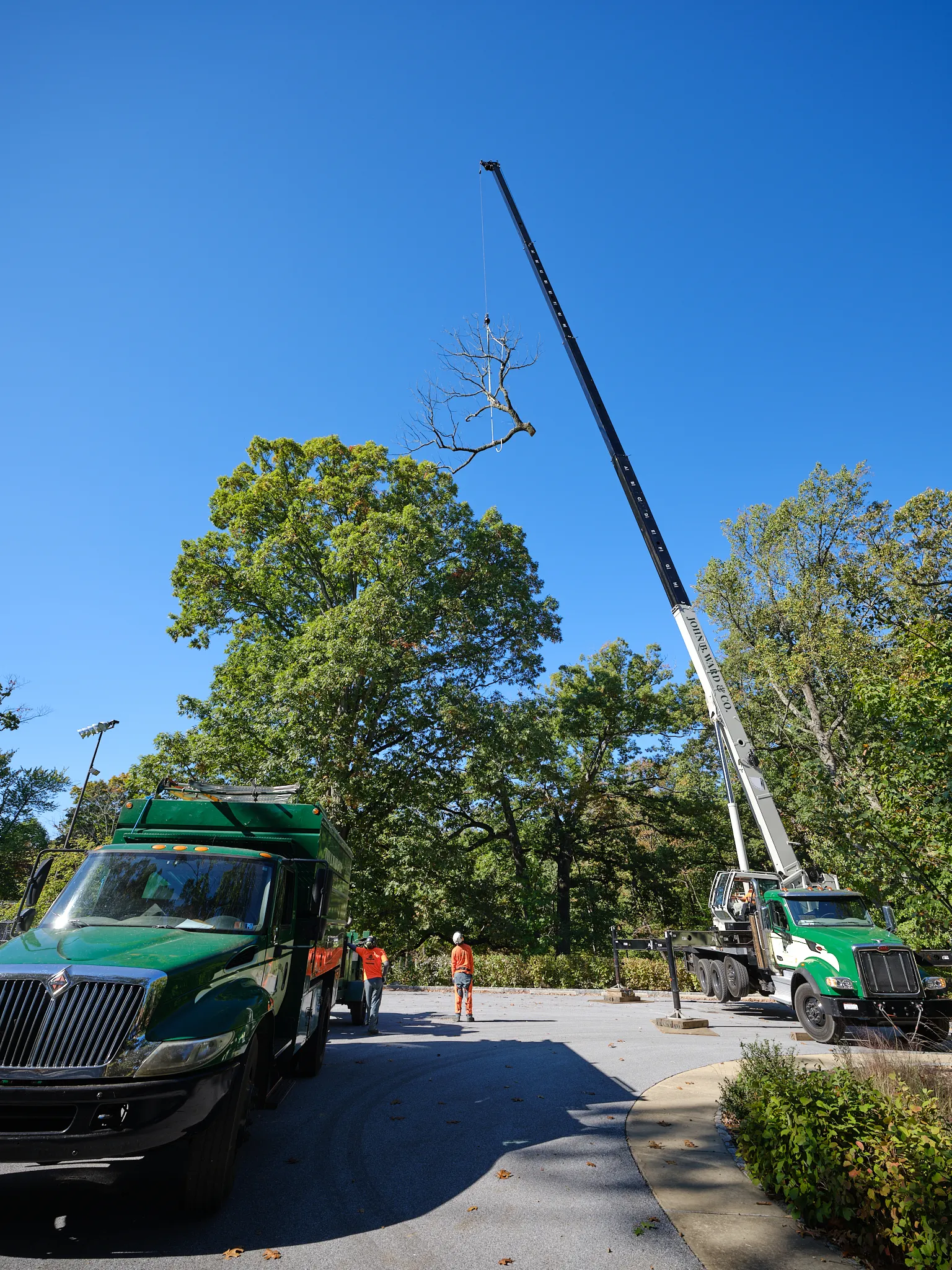 Tree Removal — landscape detail