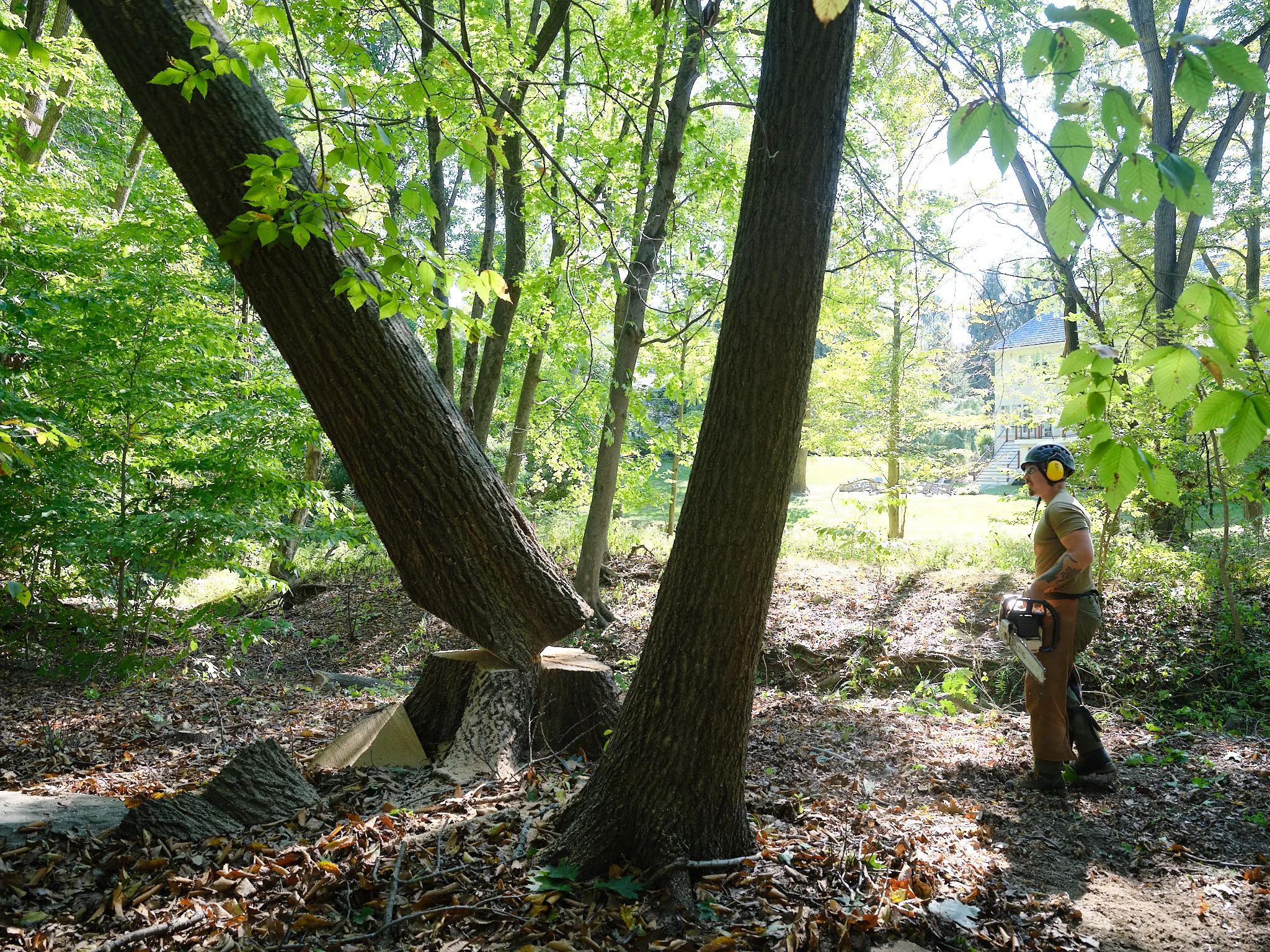 Tree Removal — John B. Ward & Co.
