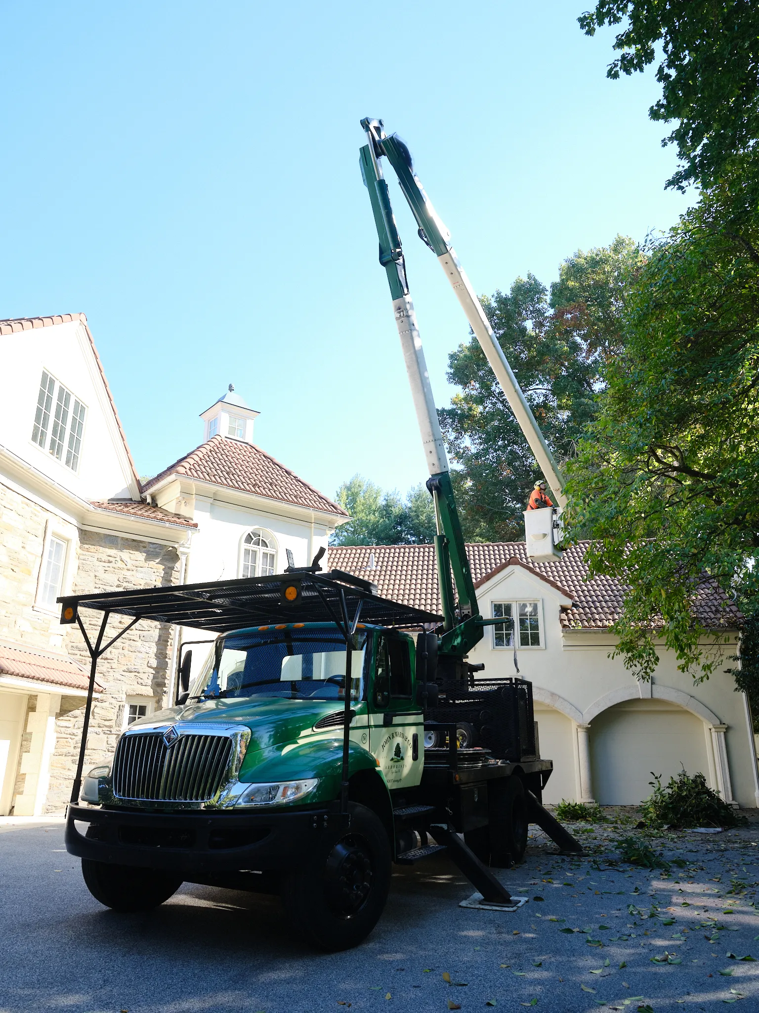 Large Tree Pruning — landscape detail