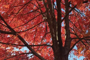 Pruning To Develop Proper Structure