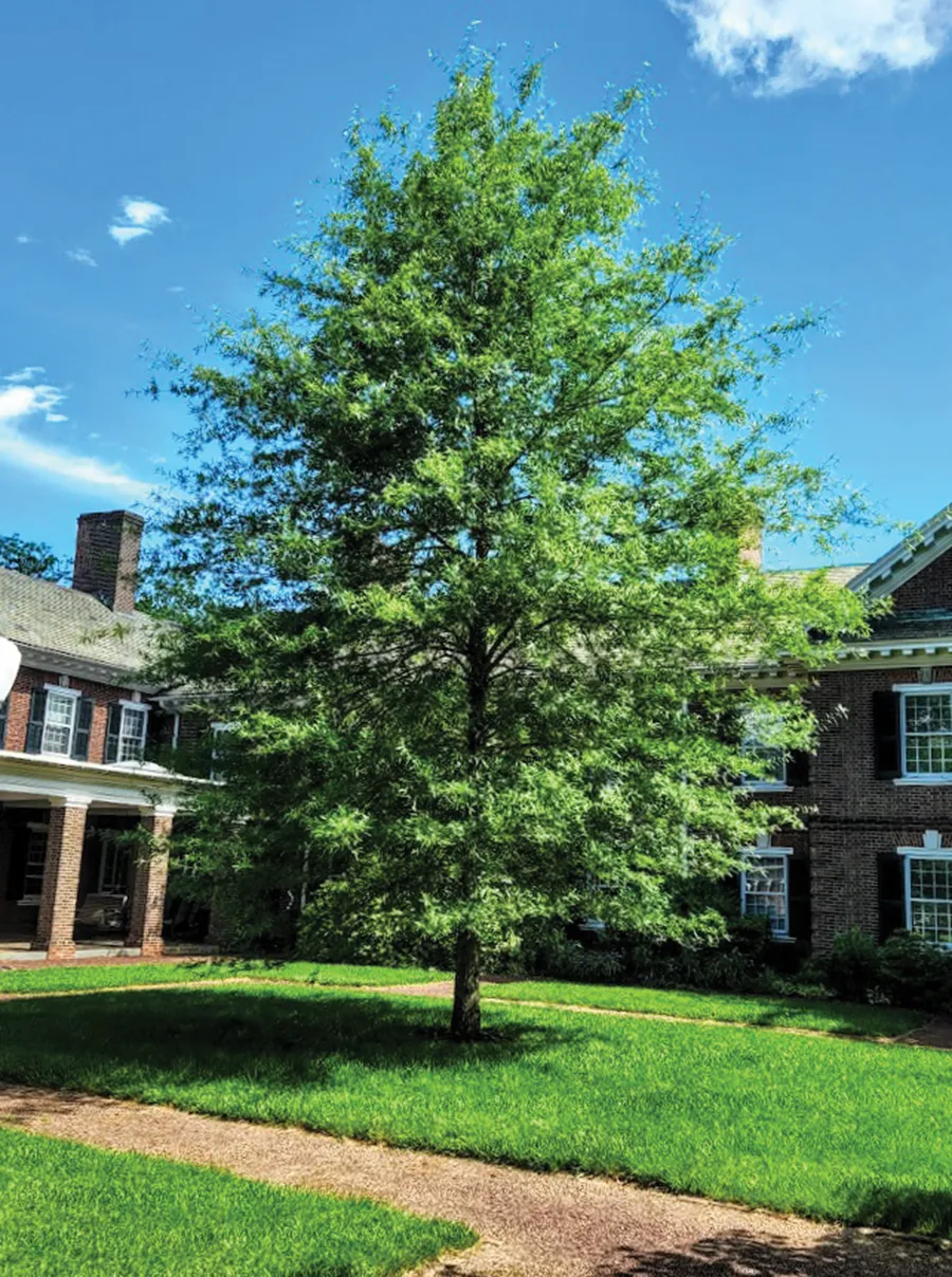 Willow Oak — Leamy Willow Oak