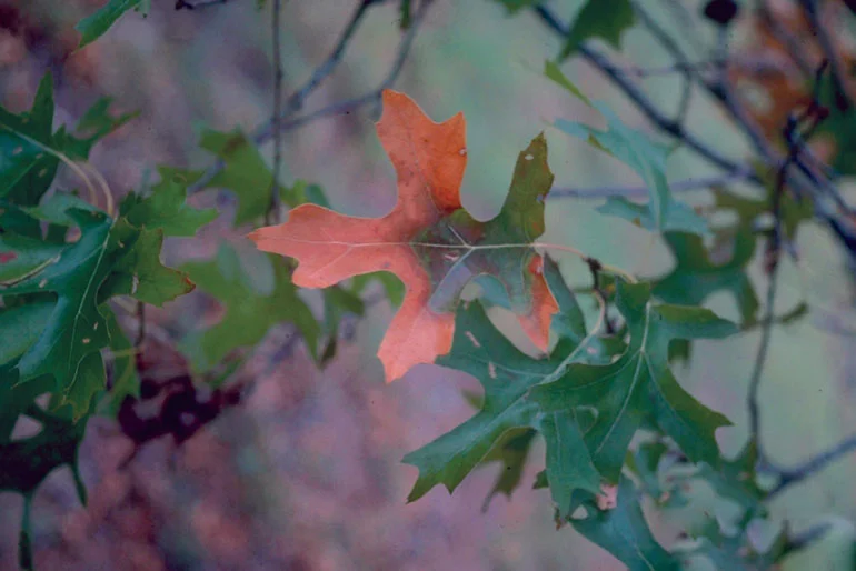 Plant Healthcare News 2023 — Oak Wilt