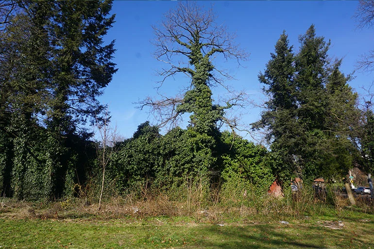 Ivy removal protects the overall health of your trees.