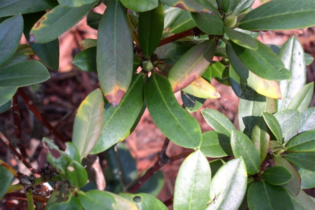 Fighting Phytophthora