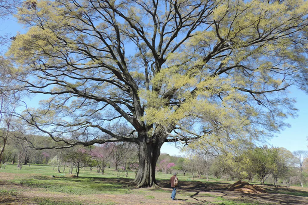 Willow Oak