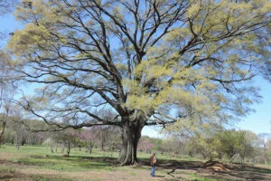Willow Oak