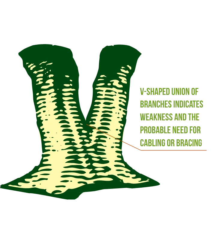 Cabling & Bracing — John B. Ward & Co.