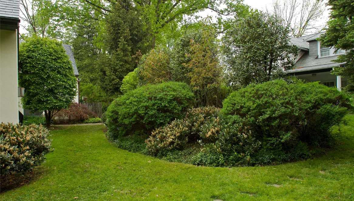 Ornamental Pruning — John B. Ward & Co.