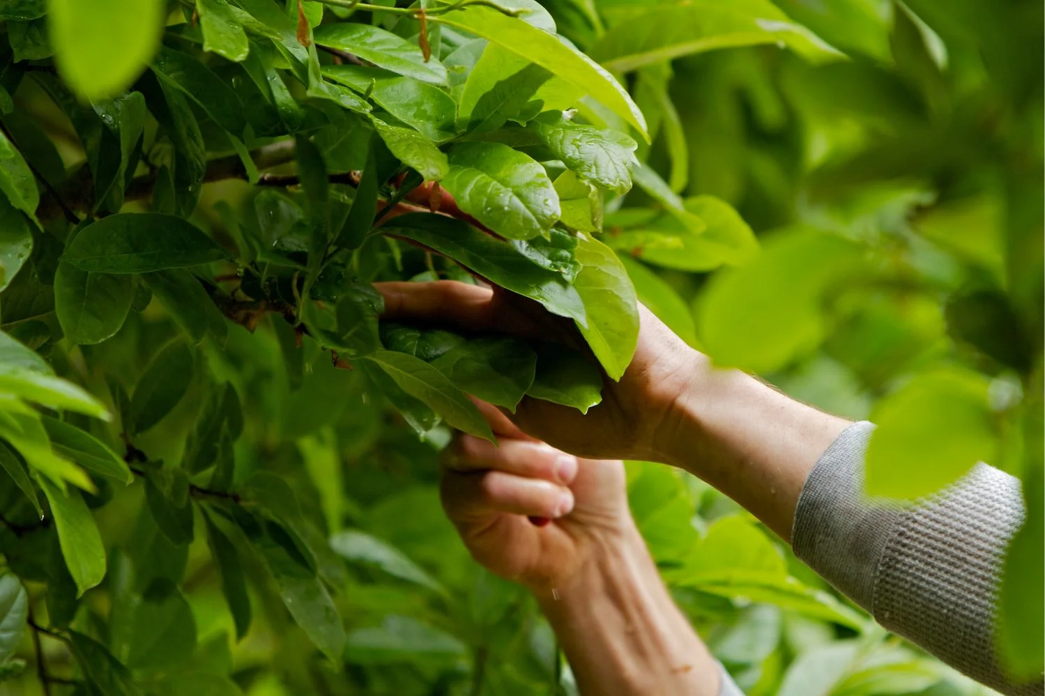 Ornamental Pruning — landscape detail