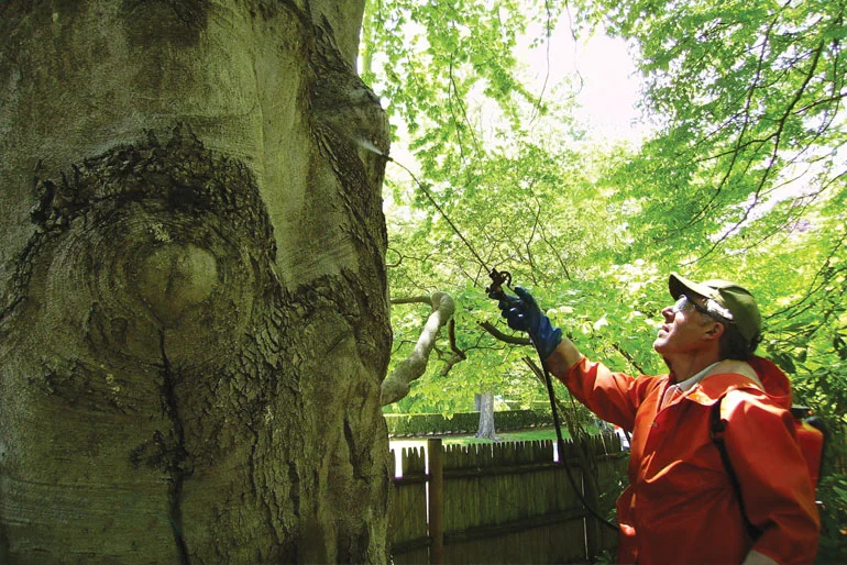 Fighting Phytophthora — tree health 2