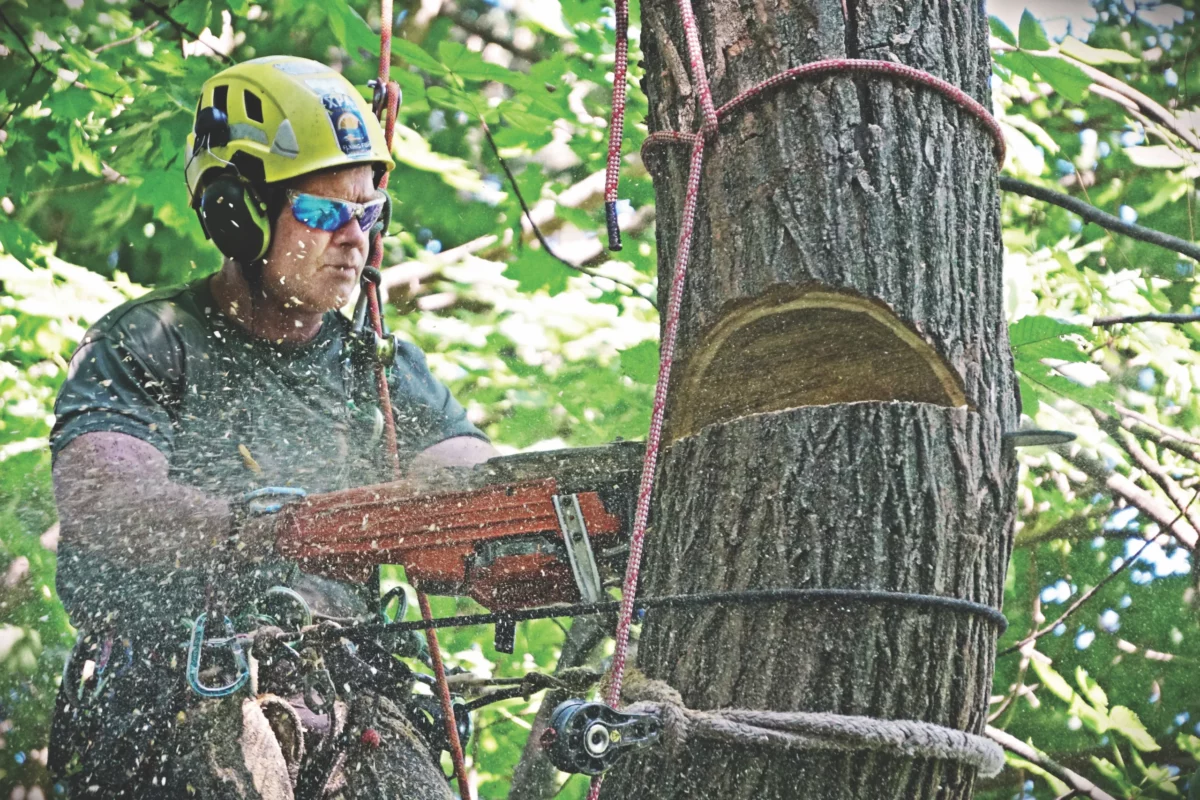 Tree Removal — John B. Ward & Co.