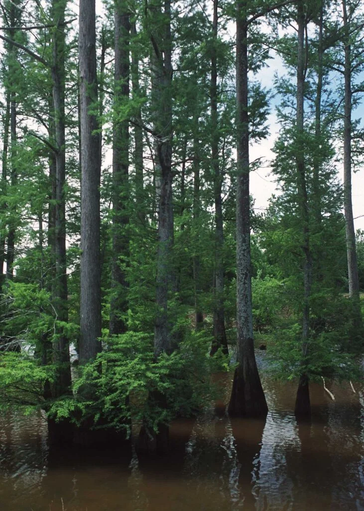 Bald Cypress — 1280px Taxodium distichum NRCSMS01010 731x1024