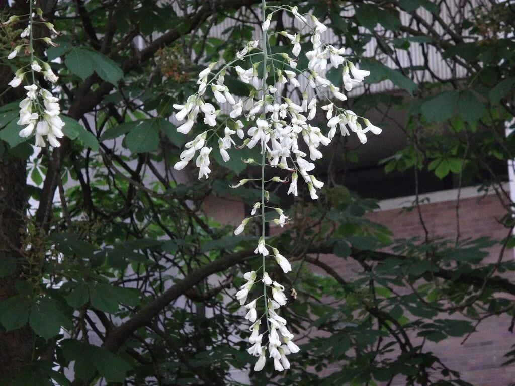 Yellowwood — 1280px கெண்டகி மஞ்ச்சள் மரப்பூச்சரம் Yellowwood flower 1024x768