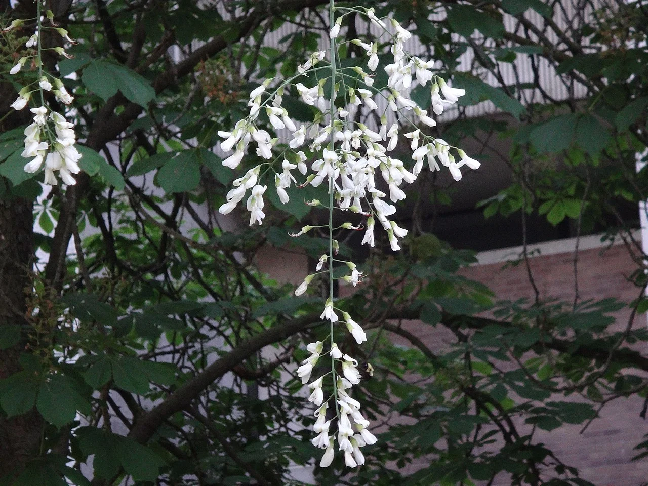 Yellowwood