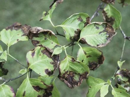 Dogwood Anthracnose (Discula)