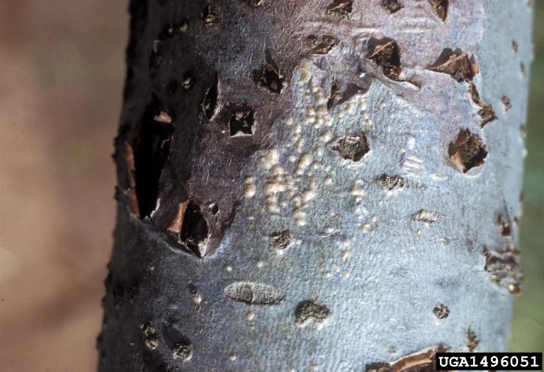 Botryosphaeria Canker