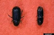 Bark Beetle