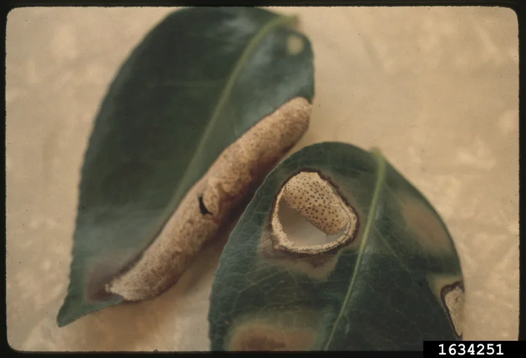 Pestalotiopsis