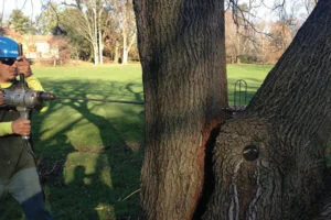 Case Study: Preservation of a Mulberry Tree in Bryn Mawr
