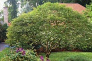 Case Study: Ornamental Pruning of a Japanese Maple in Villanova