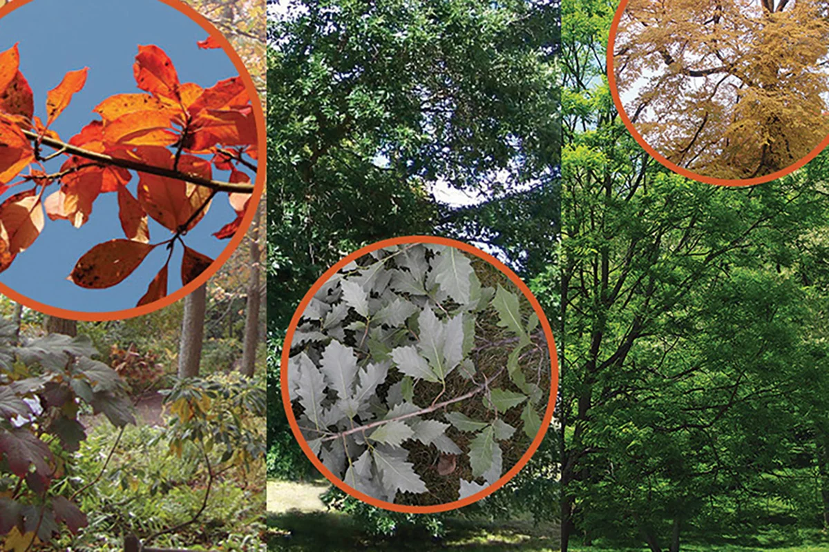 Replanting the Community Tree Canopy Post-Ash Tree Decline