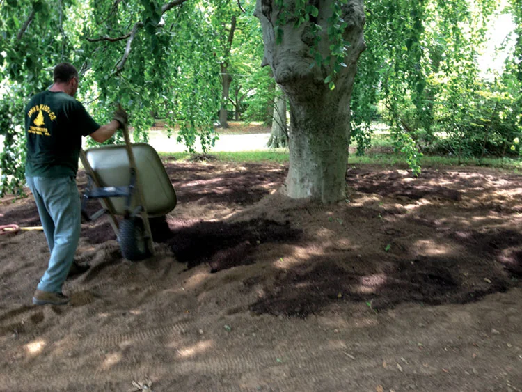Healthy Soil for Trees — 5 soil2