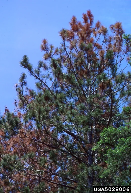 Pine Diplodia Tip Blight