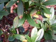 Rhododendron and Azalea Care