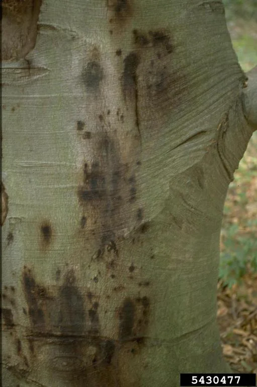 Phytophthora Bleeding Canker
